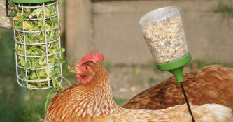 Kyckling med Omlet Caddi kyckling Godishållare och Omlet peck leksak