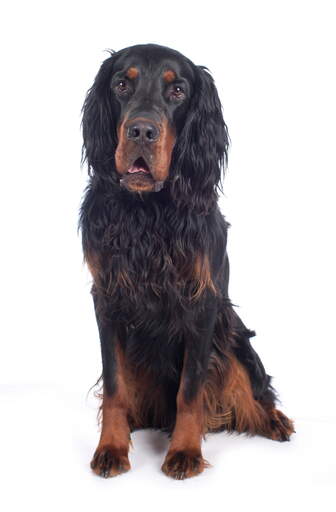 En ung vuxen Gordon setter satte sig upp för att uppmärksammas.