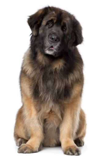 En vacker, mogen leonberger som sitter prydligt och väntar på uppmärksamhet