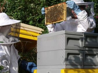 Beehaus inspektion med min 10 år gamla son