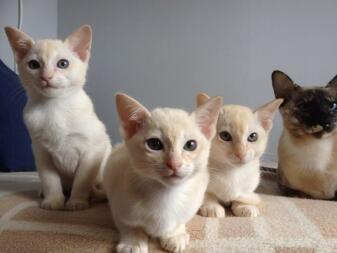 Tonkinese kattungar