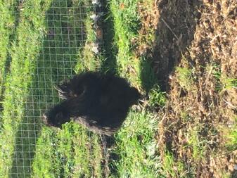 Silkie cockerel