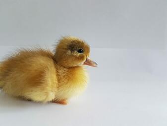 Ring Duckling