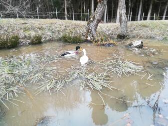 Löparänder i dammen