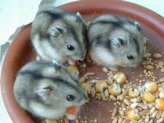 MY HAMSTERS !!!