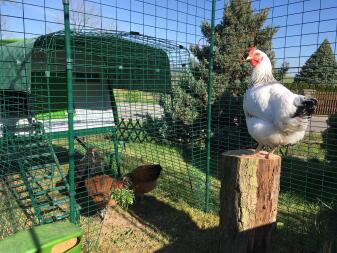 Omlet grönt Eglu Cube stort hönshus och löpning i anslutning till Omlet löpning för höns