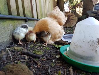 Broody Hen och Chicks