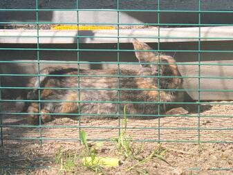 En stor brun och svart kanin som ligger i solen i en djurhage.