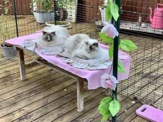 Två katter sitter i en inomhushage för katter med rosa dekorationer