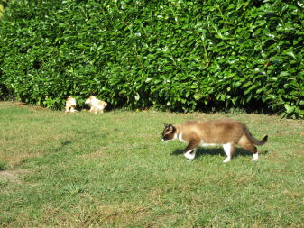 Höns och katt i trädgården