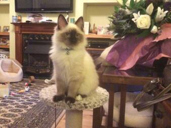 Sirius blueboy en av mina Ragdoll kattungar