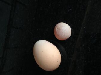 Dessa ägg var från samma höna samma dag