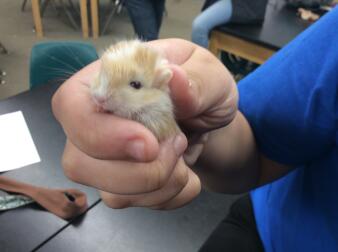 Penny och hennes Mohawk.