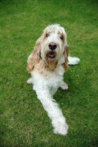 En glad basset griffon vendeen grand som ligger i gräset