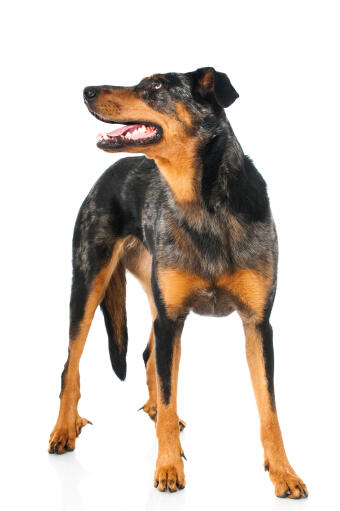 En frisk och hälsosam vuxen beauceron