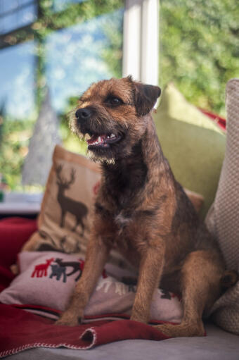 En vacker, liten borderterrier som sitter lugnt i soffan