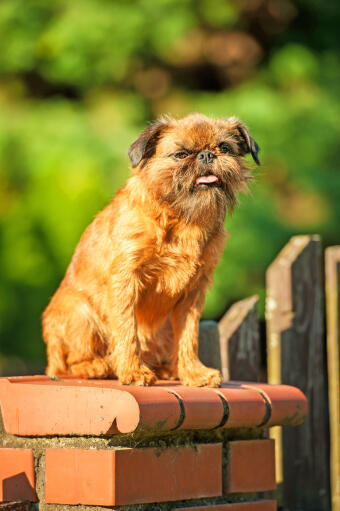 En vuxen brussels griffon som väntar högt upp på en vägg på sin ägare