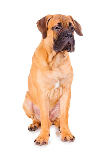 En ung vuxen bullmastiff som sitter stark