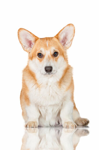 En vacker ung pembroke welsh corgi med en frisk, mjuk päls