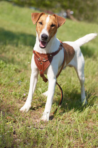 En smooth foxterrier som står upp och väntar på att ägaren ska leka.