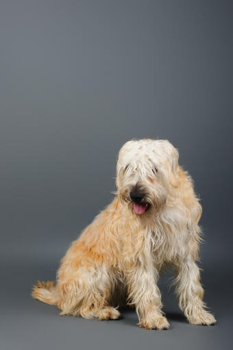 En mjukpälsad wheaten terriers otroligt tjocka och långa päls