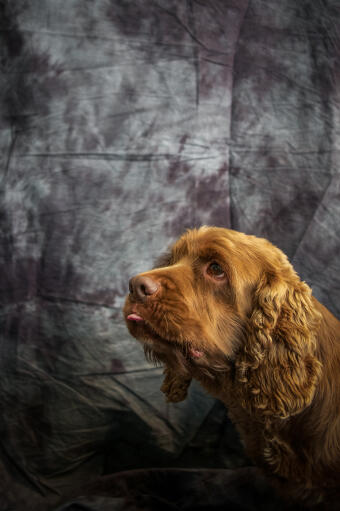 En närbild av en sussex spaniels underbara tjocka, lockiga öron