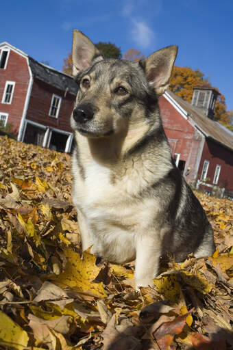 En vacker vuxen svensk vallhund som sitter i löven och väntar på uppmärksamhet.