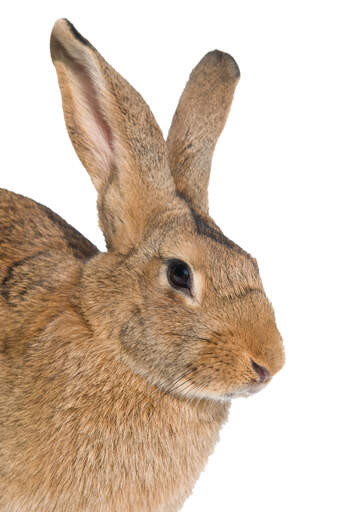 En närbild av en belgisk hares underbara stora öron