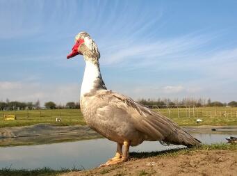 majestätisk Muscovy