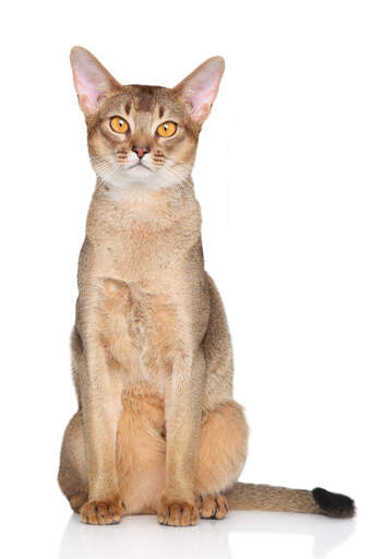 En abyssinian katt med stora öron och Golden öGon.