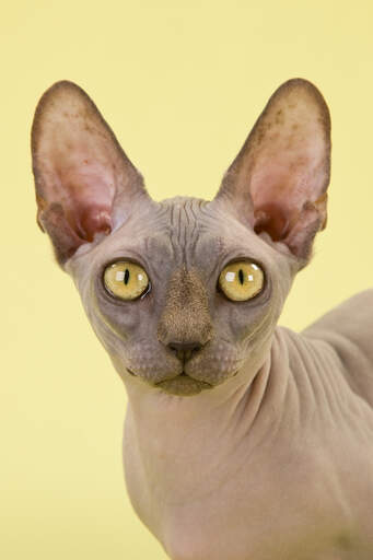 En mörk bambino katt med Golden öGon och stora öron.