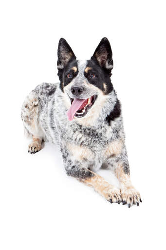 En vacker vuxen svart, vit och brun australian cattle dog ligger ner