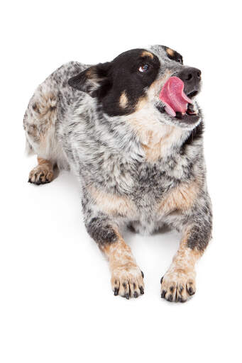 En glad australian cattle dog slickar sig på läpparna