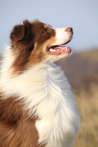 En fantastiskt snygg australian shepherd som är ivrig att arbeta