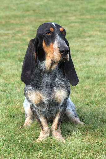 En stilig basset bleu de gascogne med en vacker melerad päls