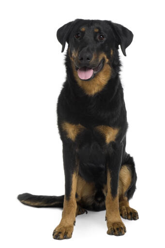 En stark vuxen beauceron som sitter i givakt