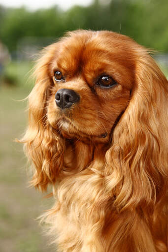 En närbild av en cavalier king charles spaniel's vackra långa, mjuka öron