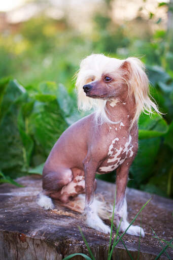 En vuxen chinese crested med hårlös kropp och välvårdade huvud och fötter.