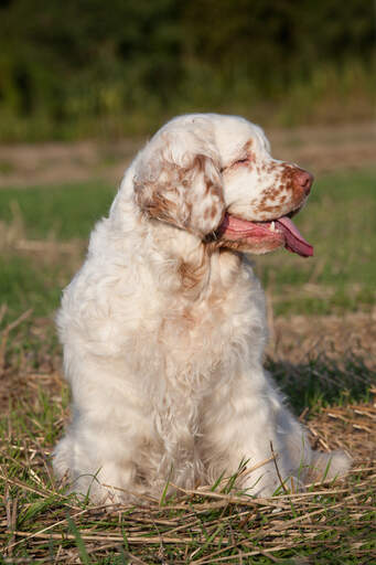 En clumber spaniel som sitter vackert och väntar på uppmärksamhet