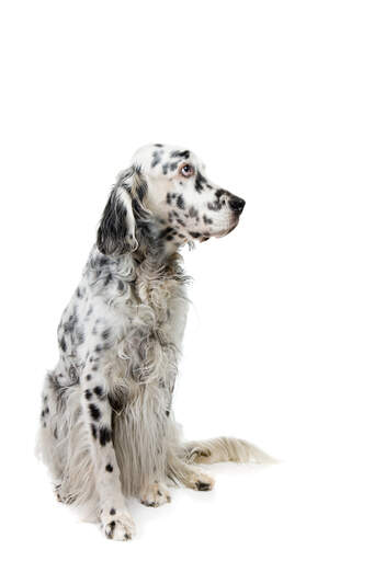 En mogen english setter med en vacker lång svartvit päls