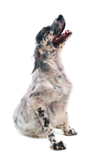 En ung vuxen english setter med en intressant svartvit päls