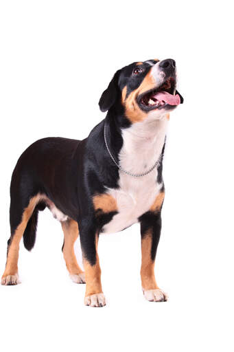 En entlebucher bergshund med en kort och kraftig kropp