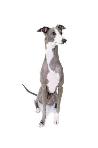 En vuxen italiensk greyhound som sitter snyggt och väntar på ett kommando