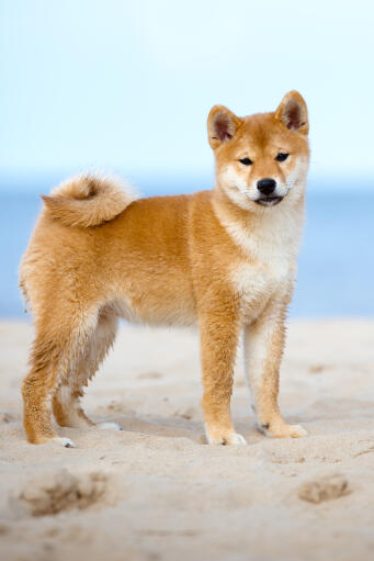 En växande ung japansk shiba inu som visar upp sin underbart buskiga svans