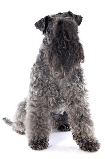 En vuxen kerry blue terrier som visar upp sitt vackra, långa skägg och sina fransar.