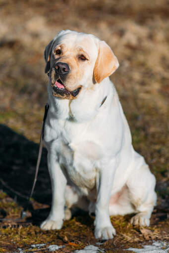 En vacker, vit labrador retriever som sitter snyggt och väntar på uppmärksamhet.