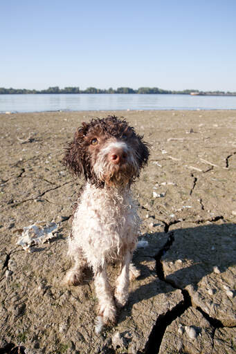 En våt laGotto romagnolo ivrig att spela