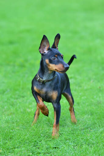 En GorGeous miniature pinscher redo för en lek