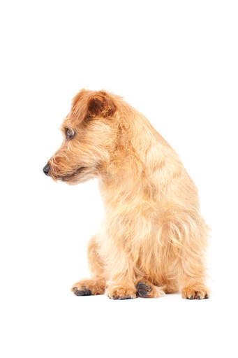 En vacker liten norfolk terrier med en frisk, tjock, trådig päls