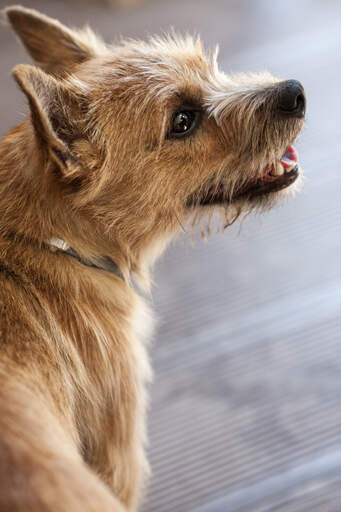 En närbild av en norwichterriers otroligt tjocka, trådiga päls